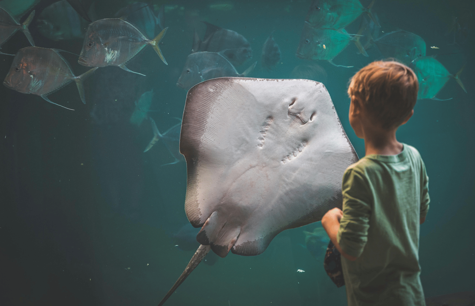  A young boy observes a large grey stingray swimming near the glass of a big aquarium tank.