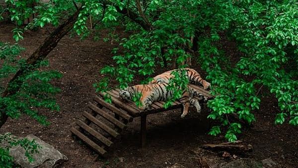 An image of a tiger laying on a wooden plank with chairs surrounded with trees and greenery