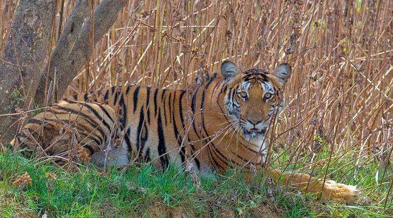 Nagarhole National Park jmpmln