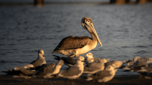 A pelican standing with chicks in shallow water.