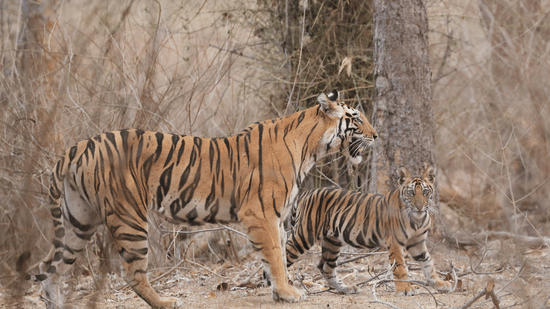 An adult tiger walking alongside its cub through a dry forest landscape, with both animals moving alertly across the forest floor.