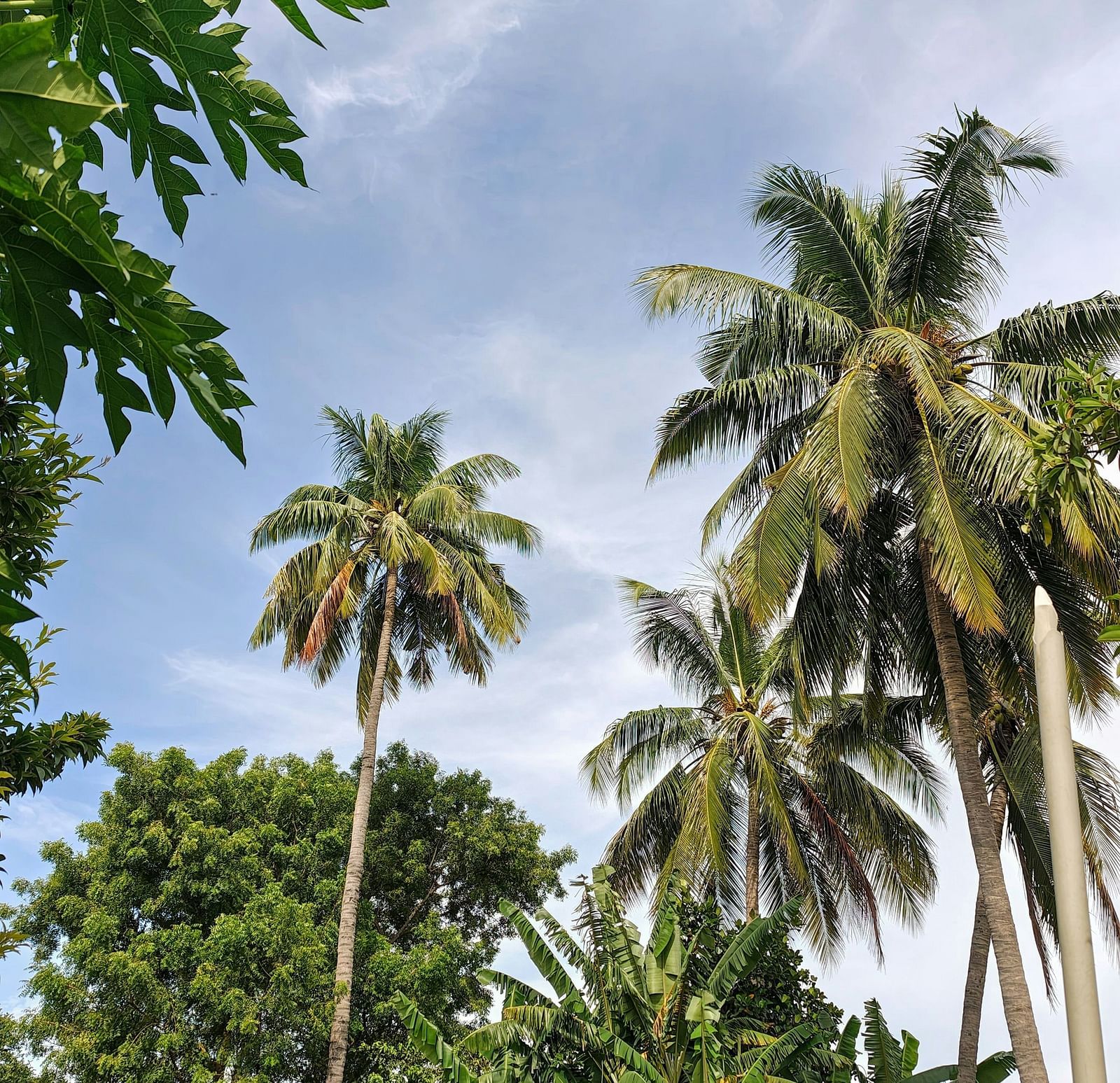 Many coconut trees in view in Chittoor with blue sky in the background.