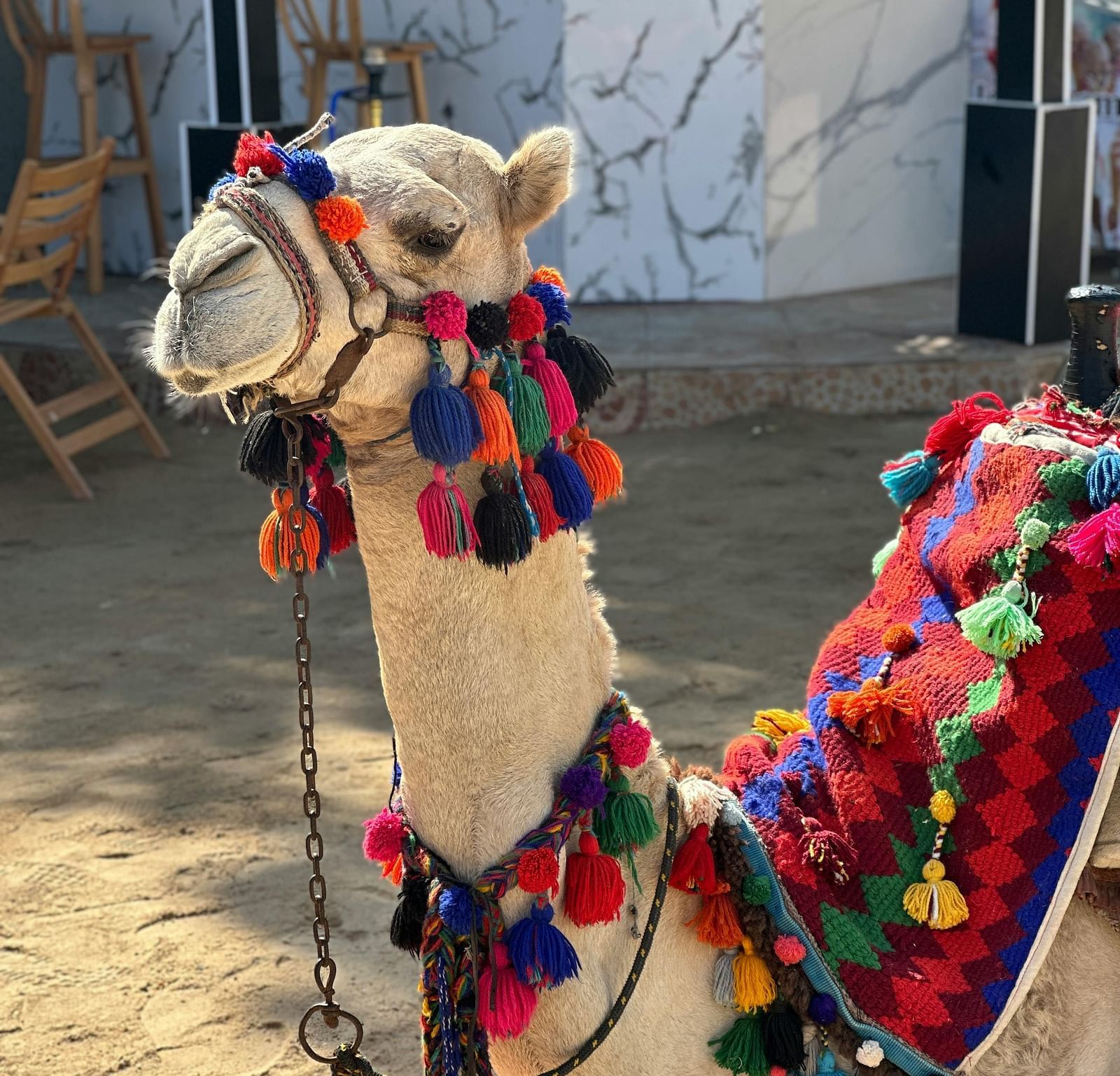 A camel sitting in an enclosed space with colourful pom pom balls attached to its gear.
