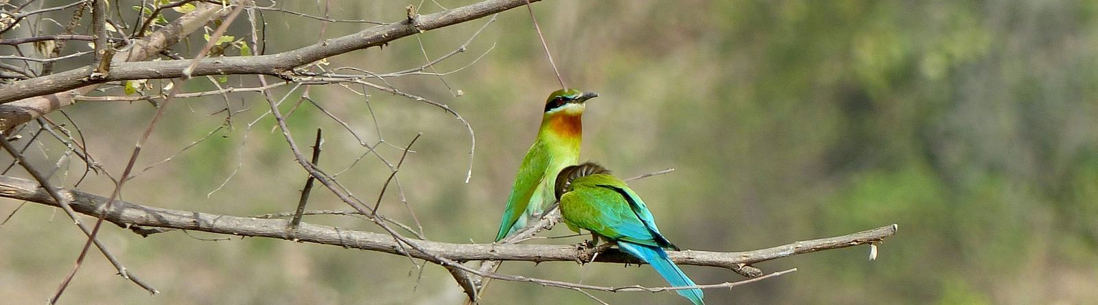 Two Garhwal birds perched on a small branch of a tree with the background blurred
