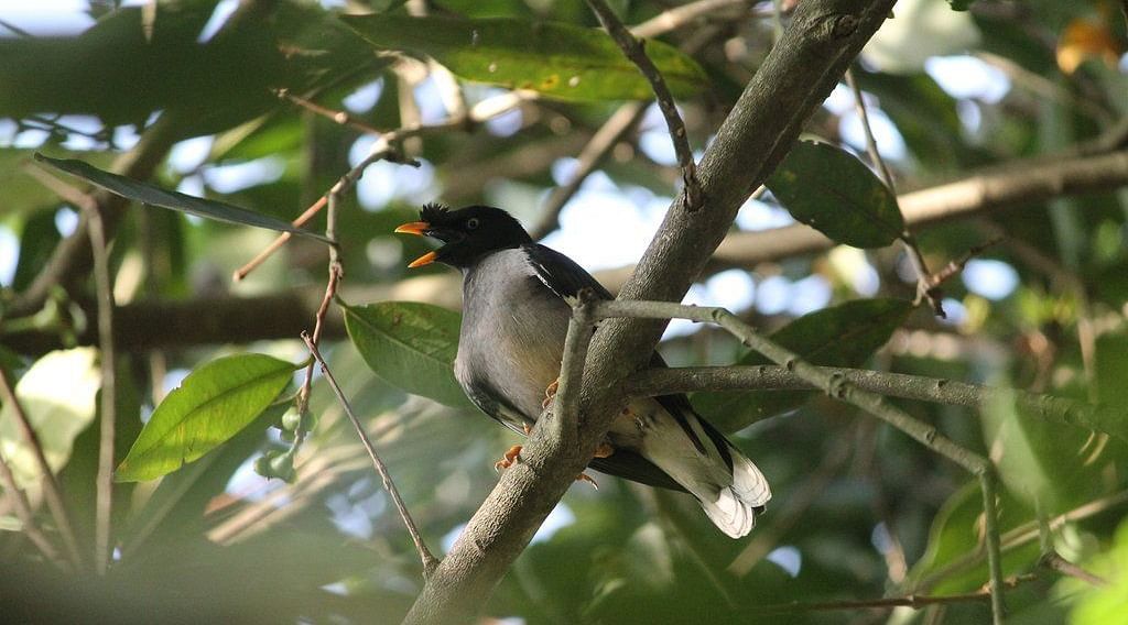 image of a sparrow sitting in the middle of a green canopy