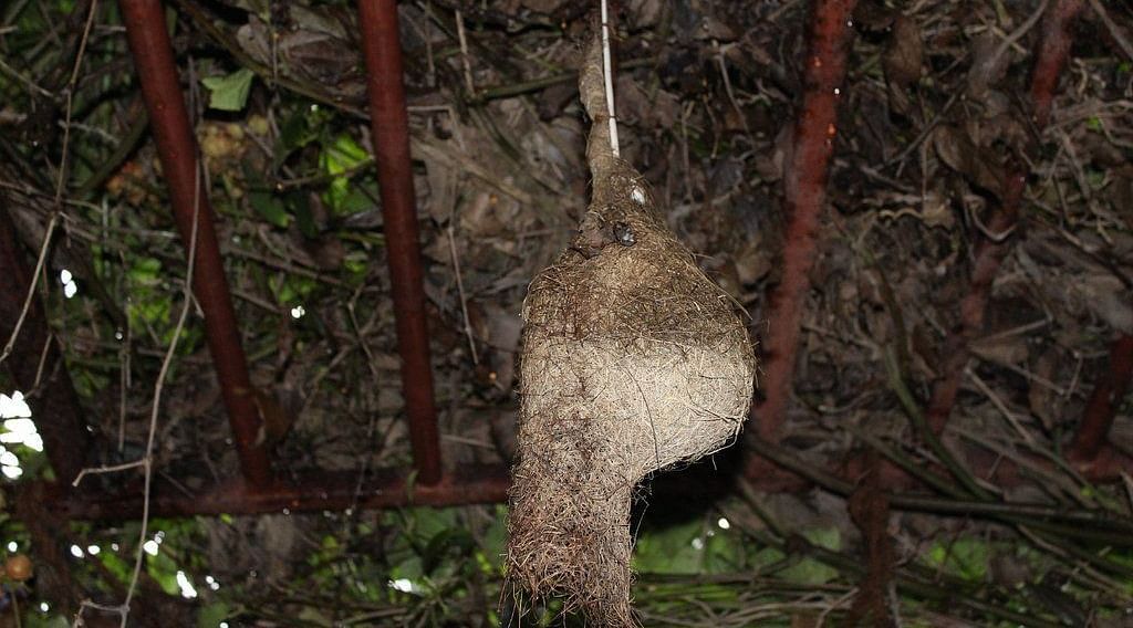 image of a bulbul bird nest at hoysala village resort in hassan