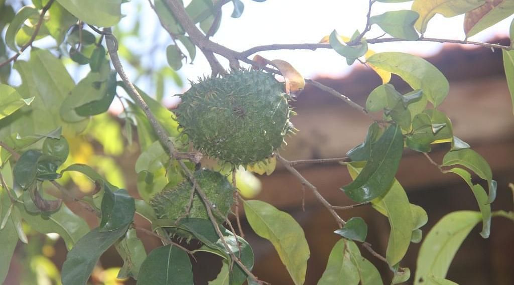 image of a fruit hanging from a tree with bight sunlight in the background