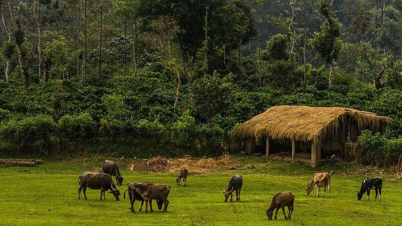 Buffaloes grazing in a lush green field with a traditional thatched-roof hut and dense trees in the background.