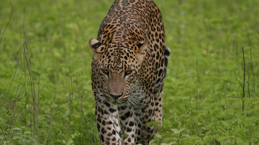 a tiger roaming around in the wild