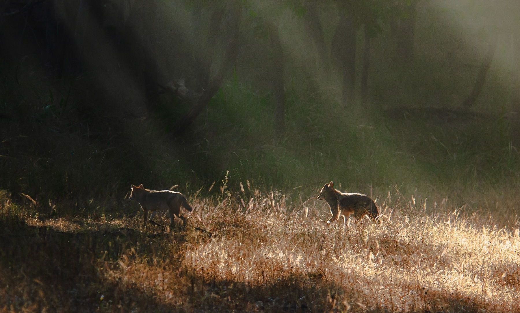 Two jackals walking through sunlit grass.
