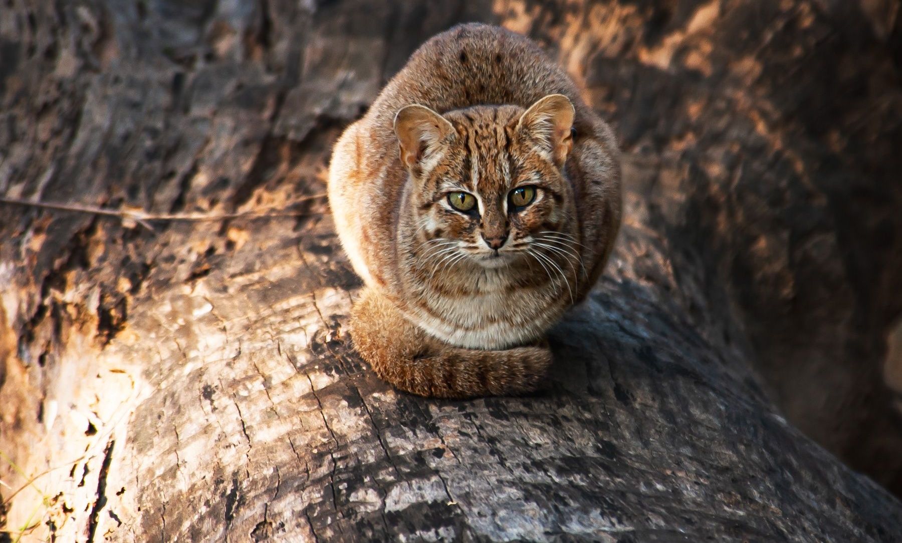 Rusty-spotted cat on a log looking at the viewer.