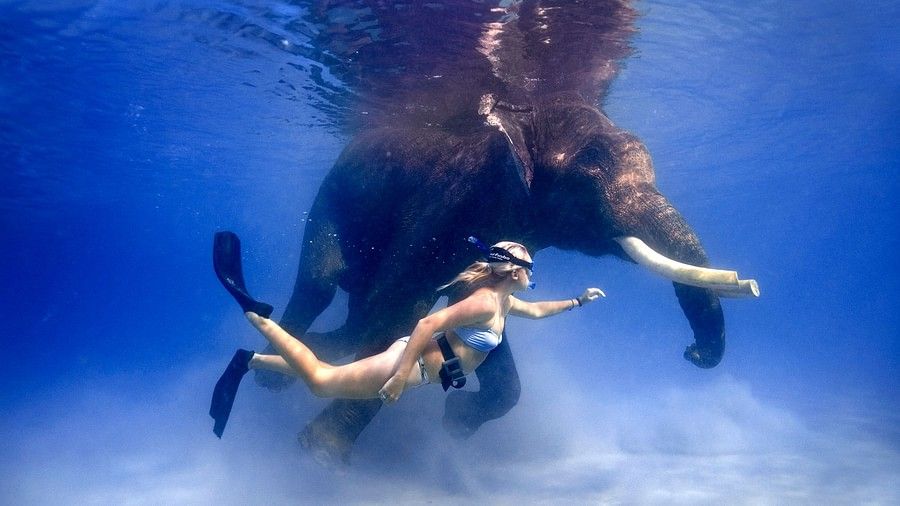 Swimming with an Elephant near our resort in Havelock Island 