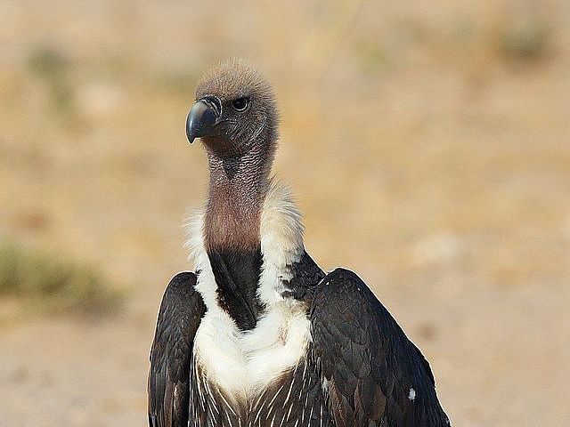 A close-up image featuring a  white rumped vulture resting on ground