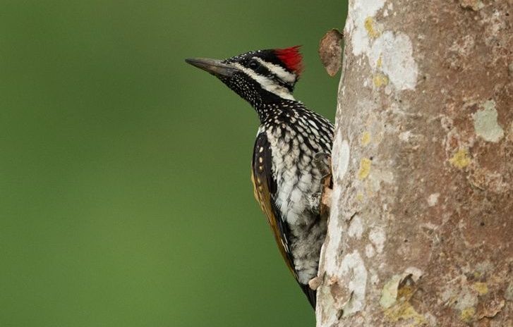 Black-rumped Flameback woodpecker on a tree trunk.