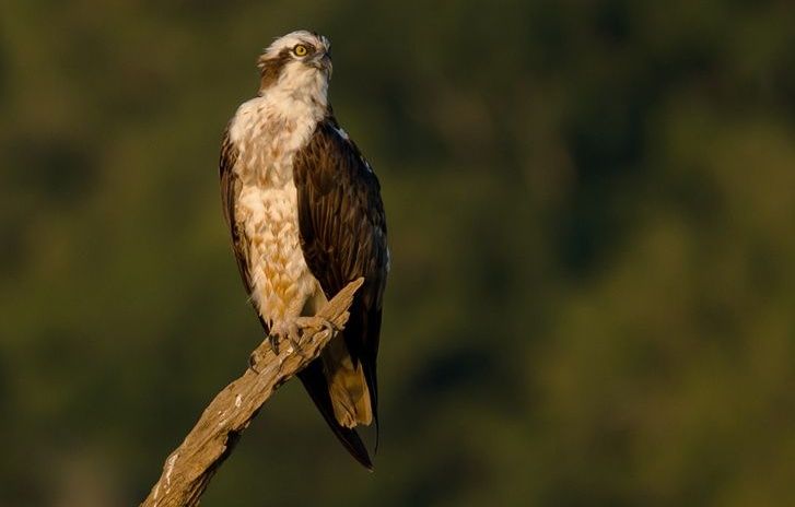 An Osprey perched on a branch looking to the right.