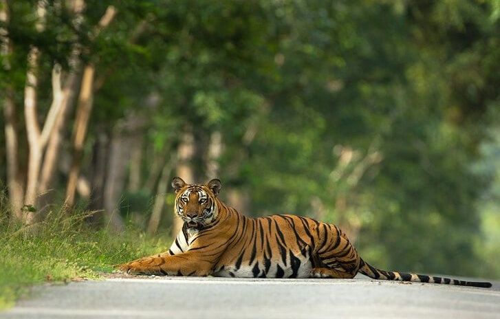Bengal tiger lies on a road in the Kabini forest.