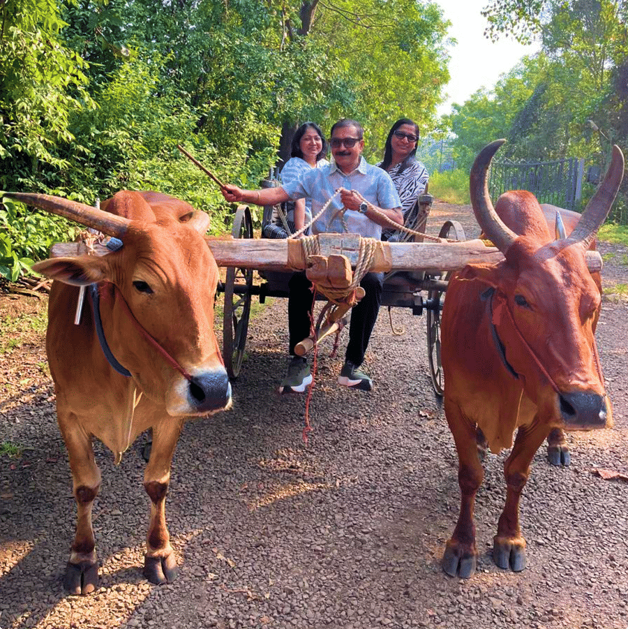 Bullock Cart Ride