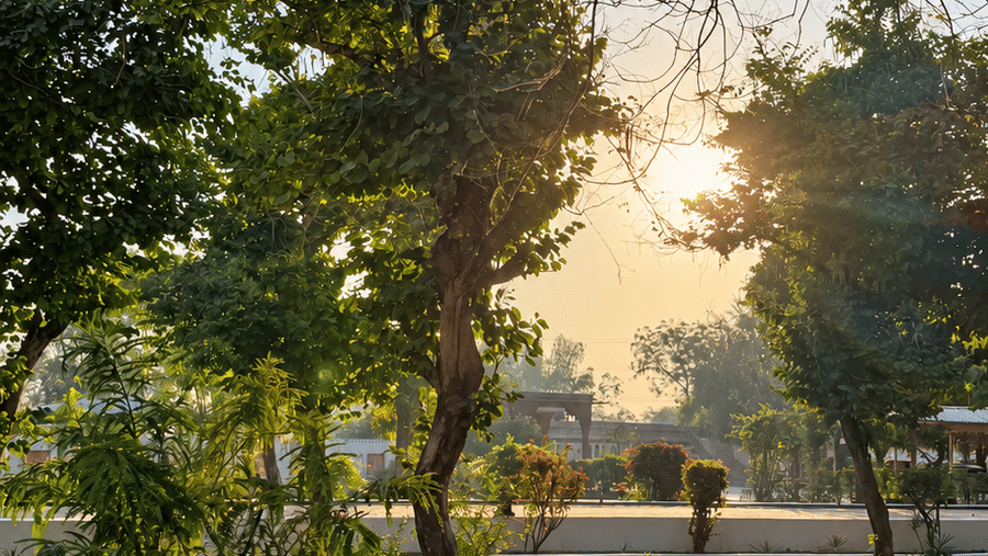Garden-Landscape-UPD-Sunlit garden walkway
