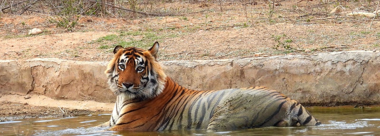 Shot of a tiger resting in a water body
