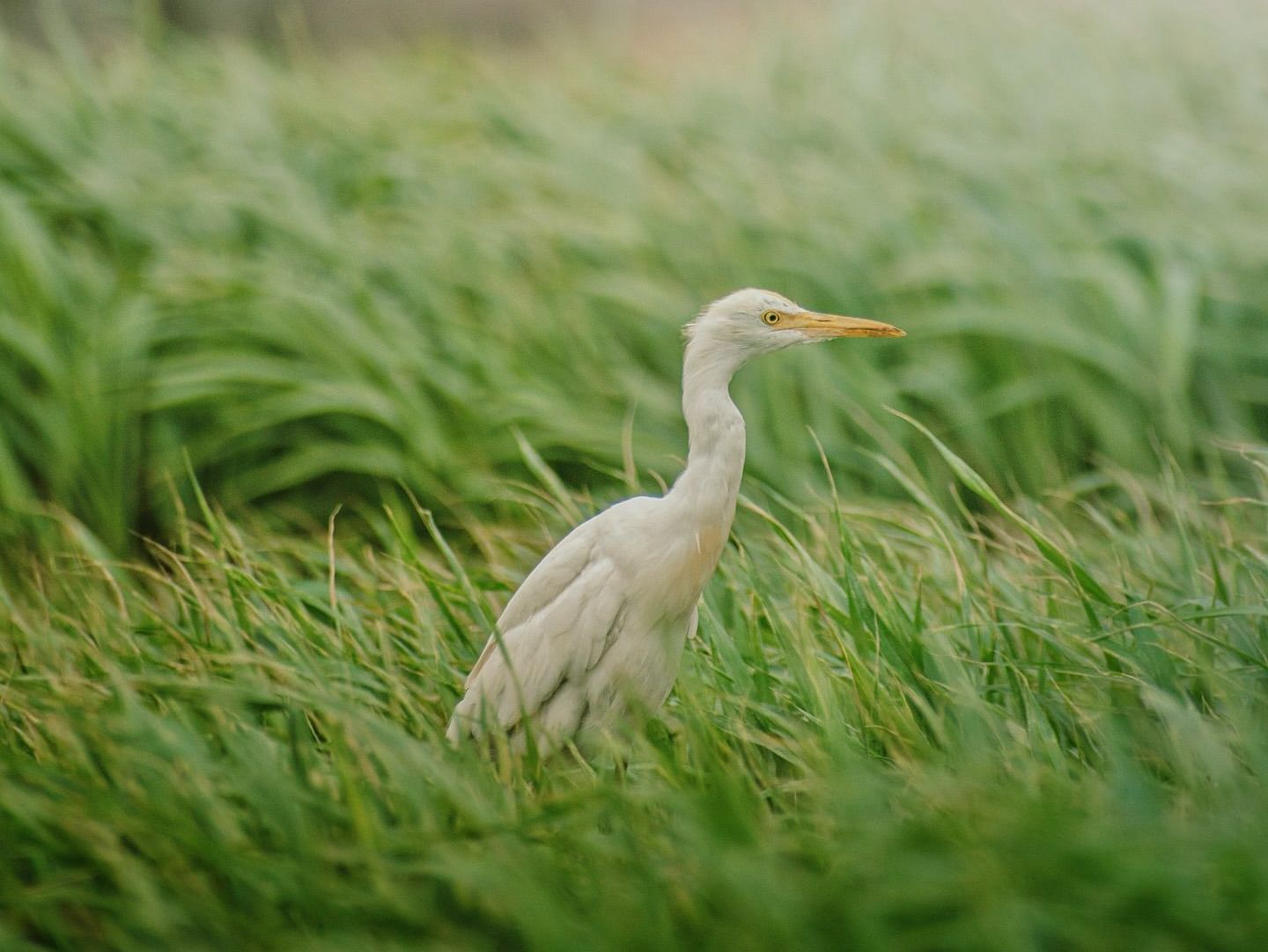 An Egret sitting amidst the green grass 