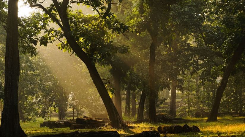 sun rays hitting different parts of the forest on the green trees 