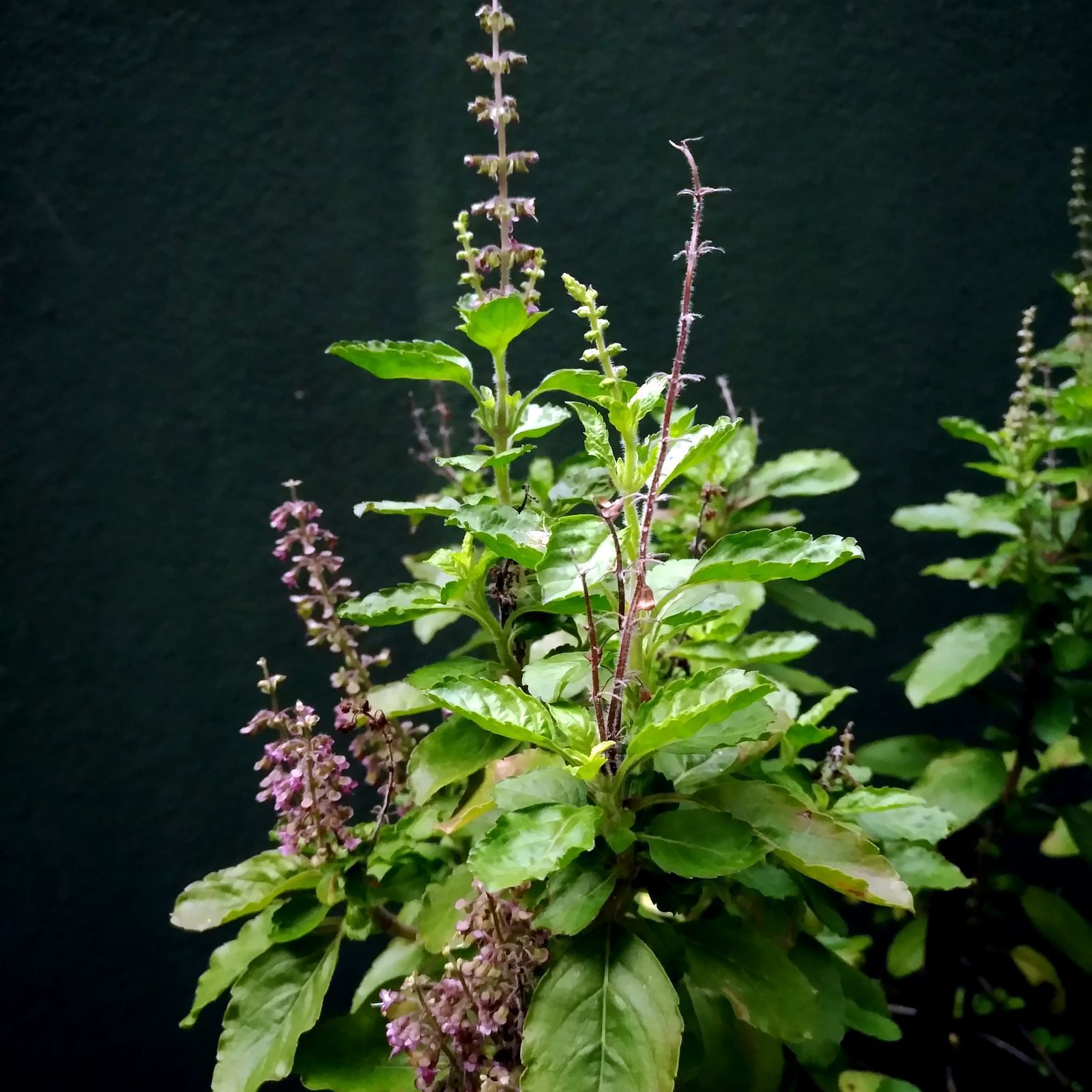 Holy basil (Tulsi) plant with purple flowers, revered in Hindu traditions, on a dark background.