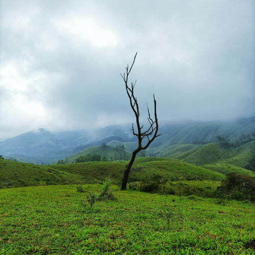 A view of the picturesque meadows - one of the best Vagamon places to visit, with it's rolling hills and the fog in the distance.