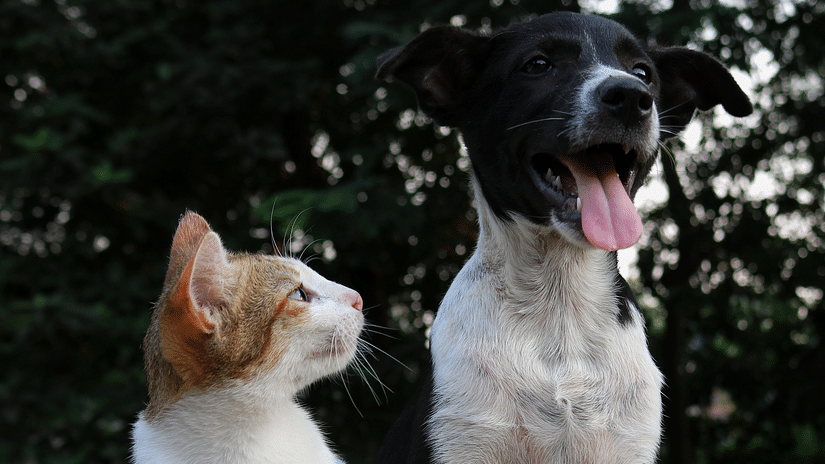 cat and dog at our resort