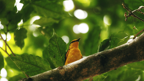a close up shot of a colourful bird perched on a tree branch - The serai Chikmagalur