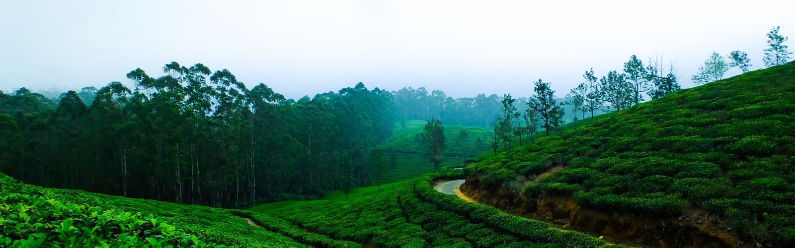 tea garden darjeeling in monsson