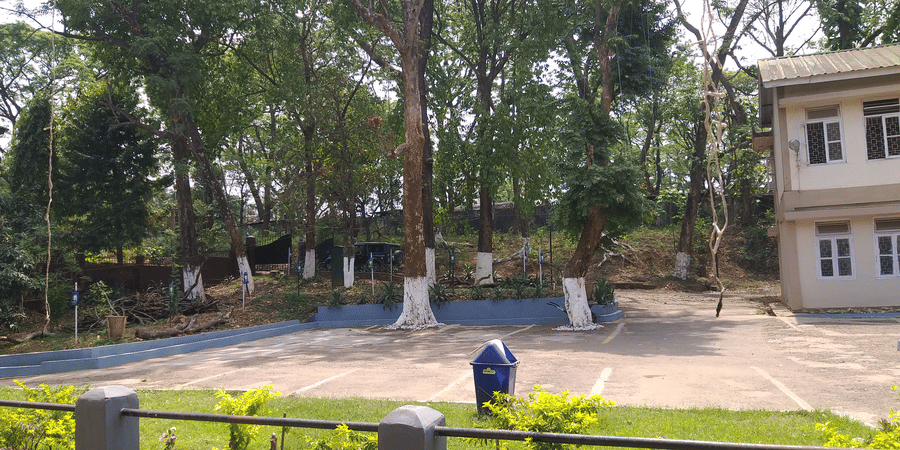 An outdoor view showing a parking lot framed by white-painted trees and lush greenery.