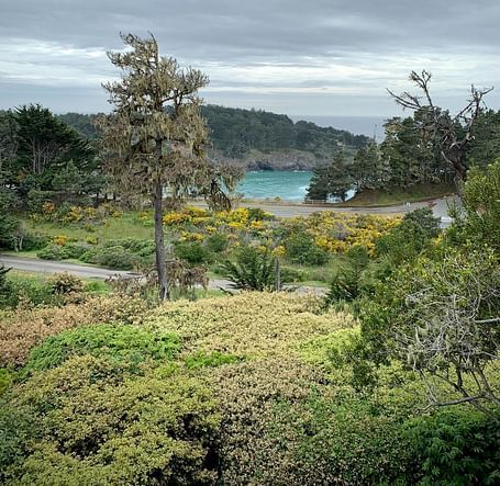 A moody, lush forest with a couple of tall trees and shrubs on a cloudy day.