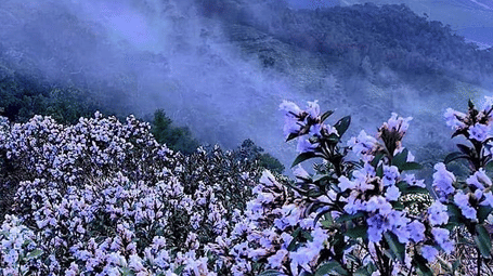 Neelakurinji flower 