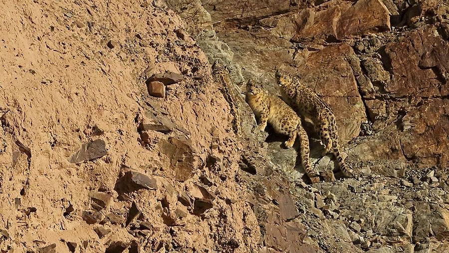 a snow leopard climbing a mountain