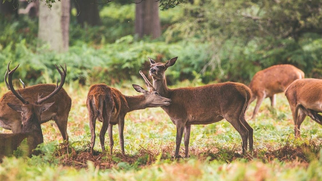 A group of deer grazing in a forest surrounded by trees and dappled sunlight filtering through the foliage.