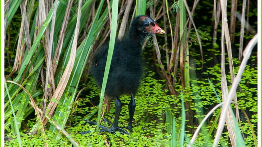 Birds at Shaheen Bagh Resort one of the best resorts in dehradun 