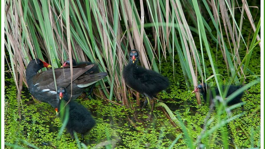 Birds at Shaheen Bagh Resort one of the best resorts in dehradun 