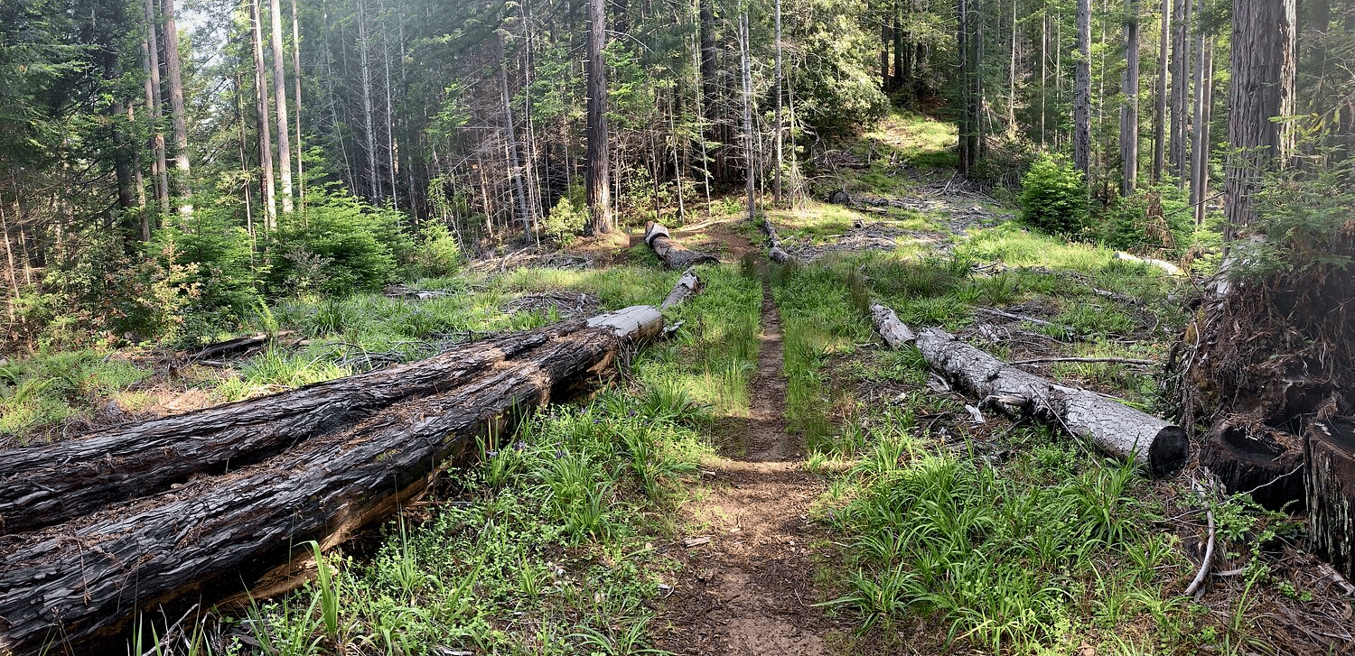 A sunlit forest path with fallen logs on either side, surrounded by lush greenery.