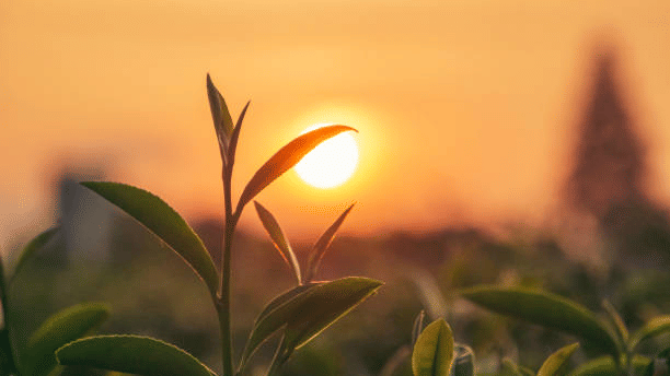 istockphoto-1550071750-612x612