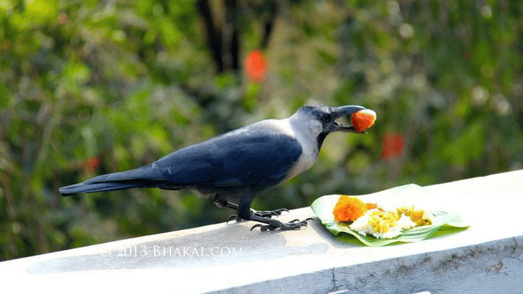 A crow eating food offerings from a leaf plate on a ledge during the traditional Kag Tihar festival celebrations in Bhaktapur, Nepal.