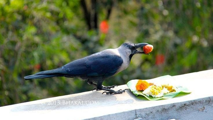 Crow holding a fruit with its beak
