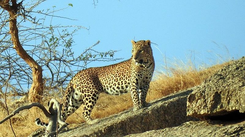 Leopard spotted in its natural rocky habitat during a wildlife safari near Clarks Safari, Jawai.