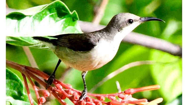 Birds at Shaheen Bagh Resort one of the best resorts in dehradun 