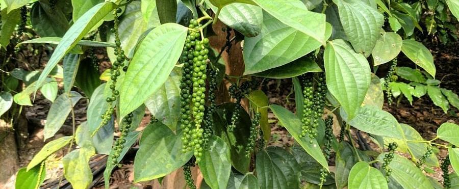 Healthy green leaves and clusters of ripening black peppercorns on a pepper vine - BluSalzz Collection - Tranquil Resort, Wayanad