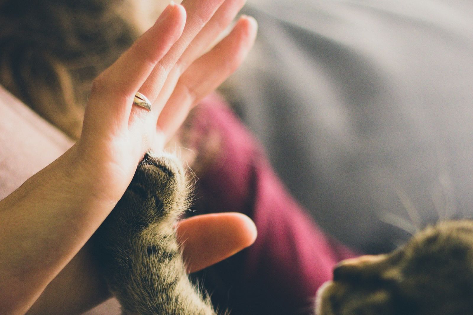 A close-up shot of a person giving a cat a high-five. 