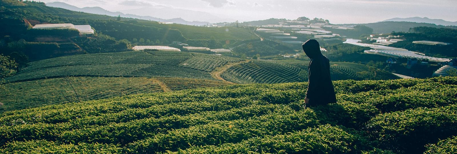A person standing in a field of coffee plants on a hillside.