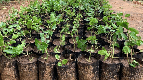 Many pots of plants kept in a row on a muddy pathway - Karma Lakelands.