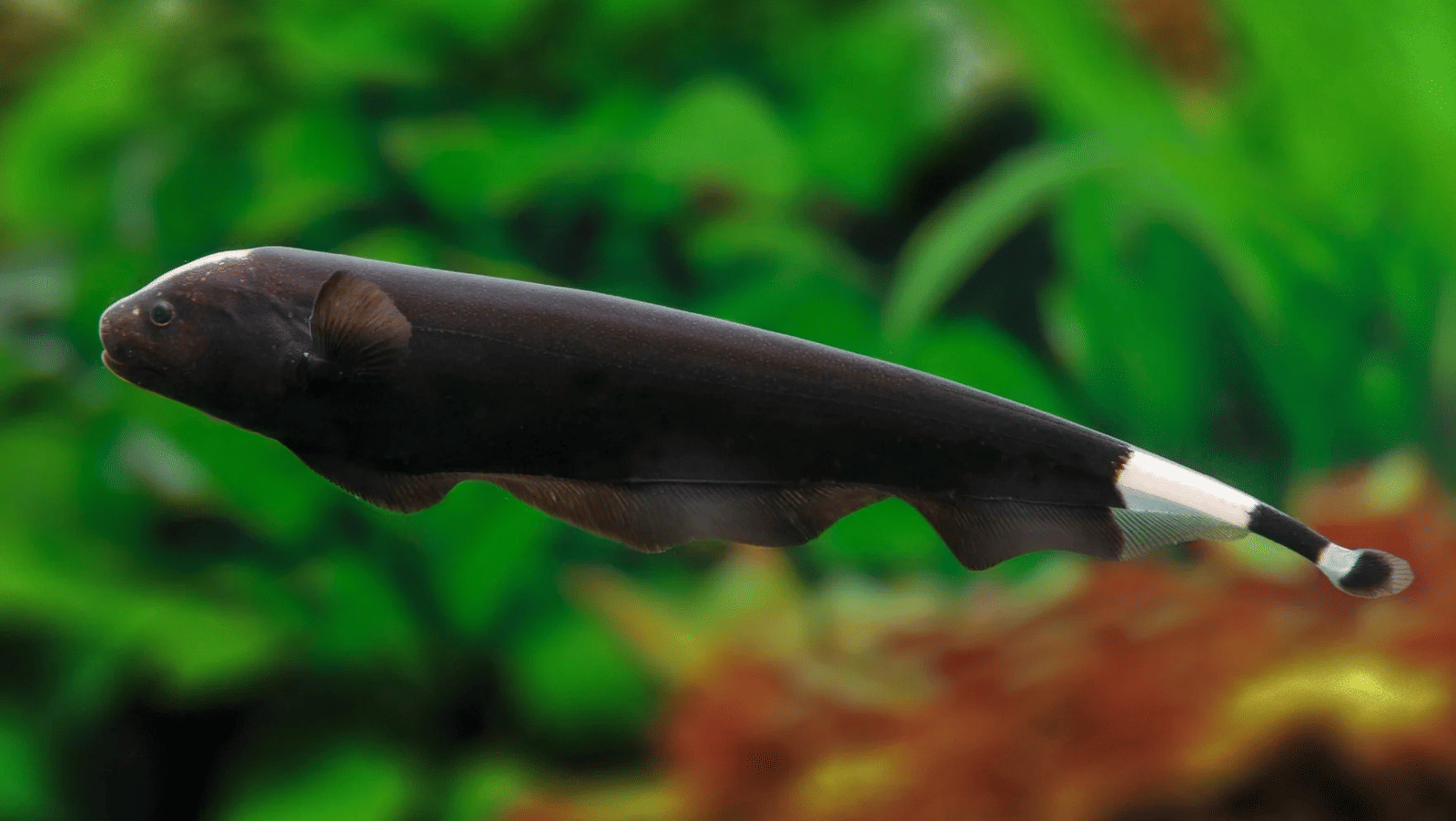 A unique, elongated Knife fish with a continuous fin along its underside, giving it a blade-like appearance, swims in an aquarium.