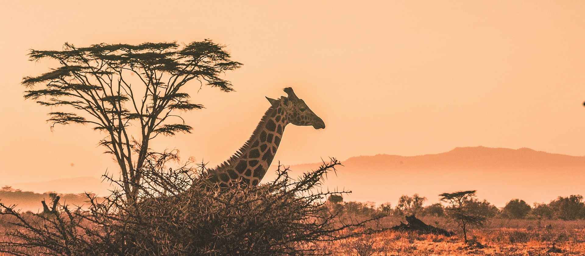 GIRAFFE AND THORN TREE