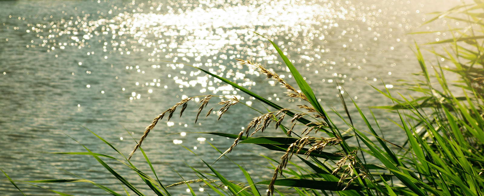 riverr